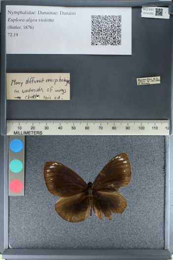 Media type: image;   Entomology 161052